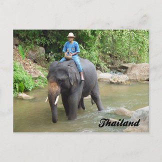 Elephant and Mahout Chiang Mai, Thailand Postcard