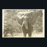 elephant animal pop art picture poster<br><div class="desc">elephant animal pop art picture</div>