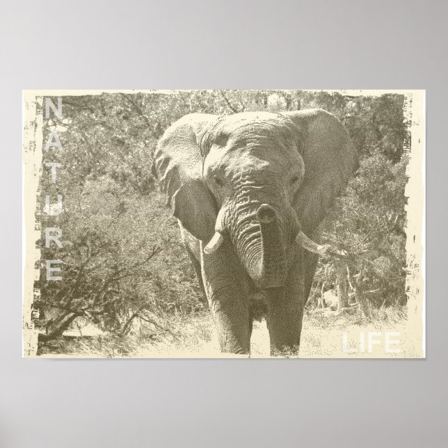 elephant animal pop art picture poster (Front)