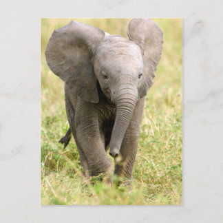 Elephant Baby Postcard