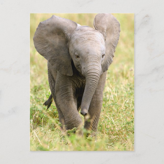Elephant Baby Postcard (Front)
