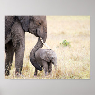 Elephant baby with Motherly love photo Poster
