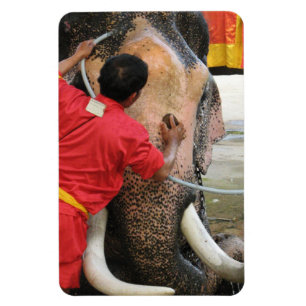 Elephant Bathtime ... Ayutthaya, Thailand Magnet