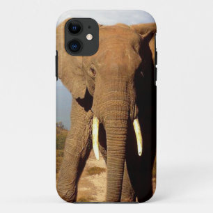 Elephant Beach Day Outing, iPhone 11 Case