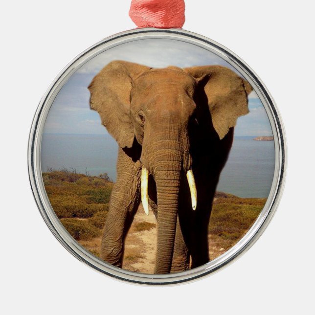 Elephant Beach Day Outing, Metal Ornament (Front)