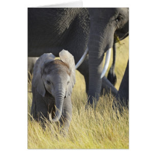 Eléphant bébé