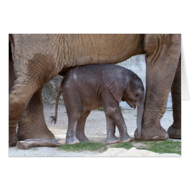 Eléphant bébé (Devant horizontal)