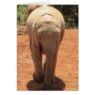 Eléphant bébé