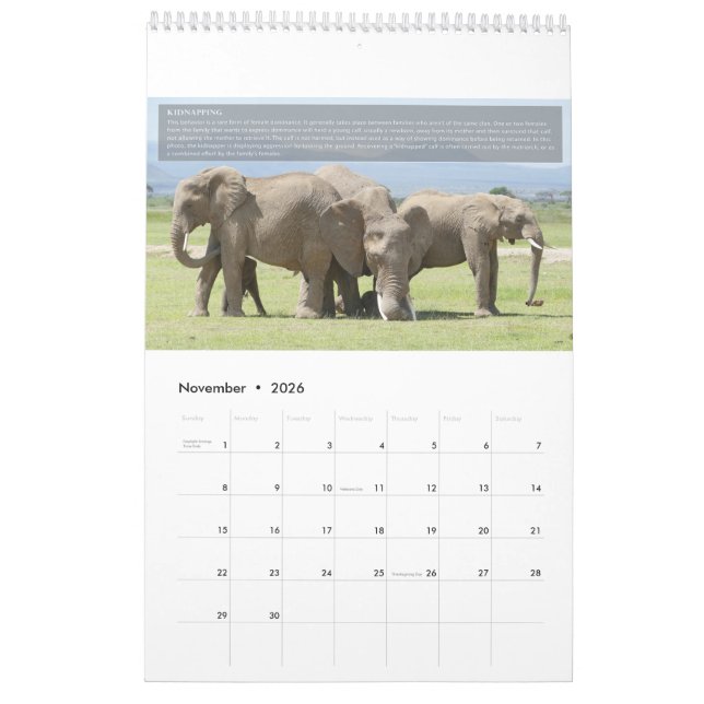 Elephant Behaviour Calendar (Nov 2026)
