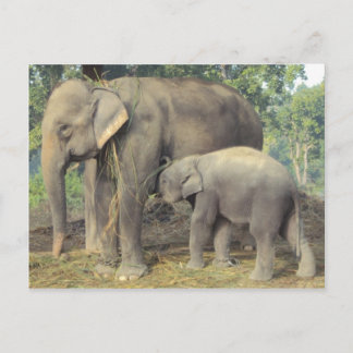 Elephant breeding centre chitwan - babby and mommy postcard