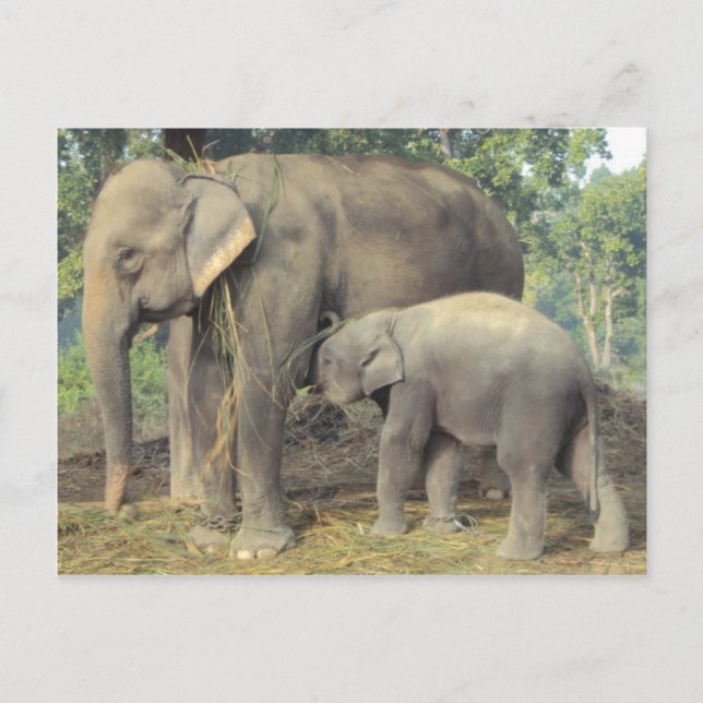 Elephant breeding centre chitwan - babby and mommy postcard (Front)