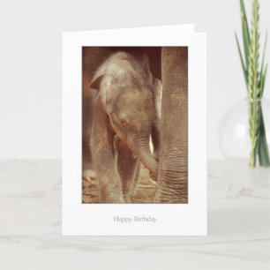 Elephant Calf Birthday Card
