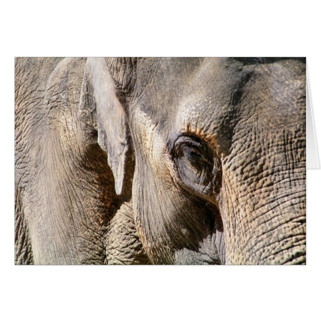 ELEPHANT CARD (Front Horizontal)
