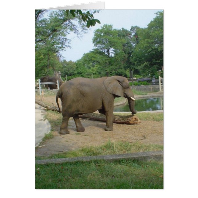 Elephant Card! (Front)