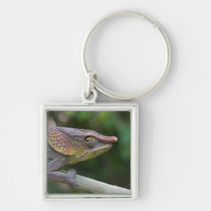 Elephant chameleon, Madagascar Keychain