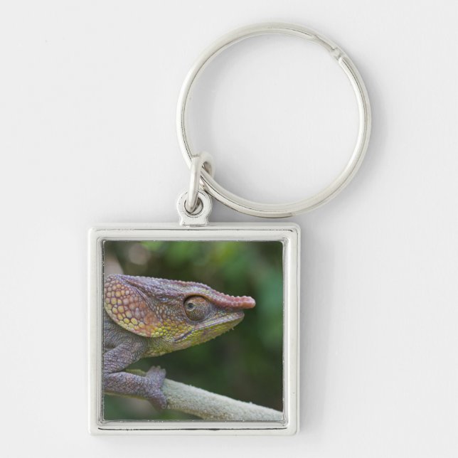 Elephant chameleon, Madagascar Keychain (Front)