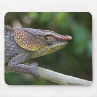 Elephant chameleon, Madagascar Mouse Pad
