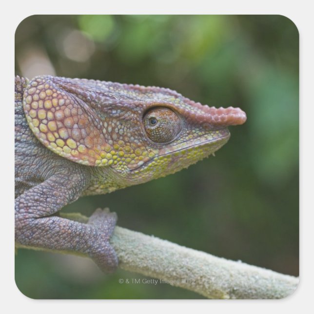 Elephant chameleon, Madagascar Square Sticker (Front)