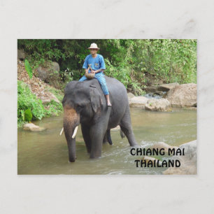 Elephant Chiang Mai Postcard