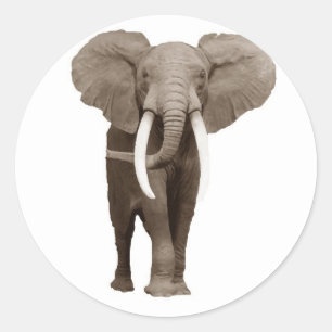 Elephant Classic Round Sticker