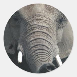 Elephant Classic Round Sticker