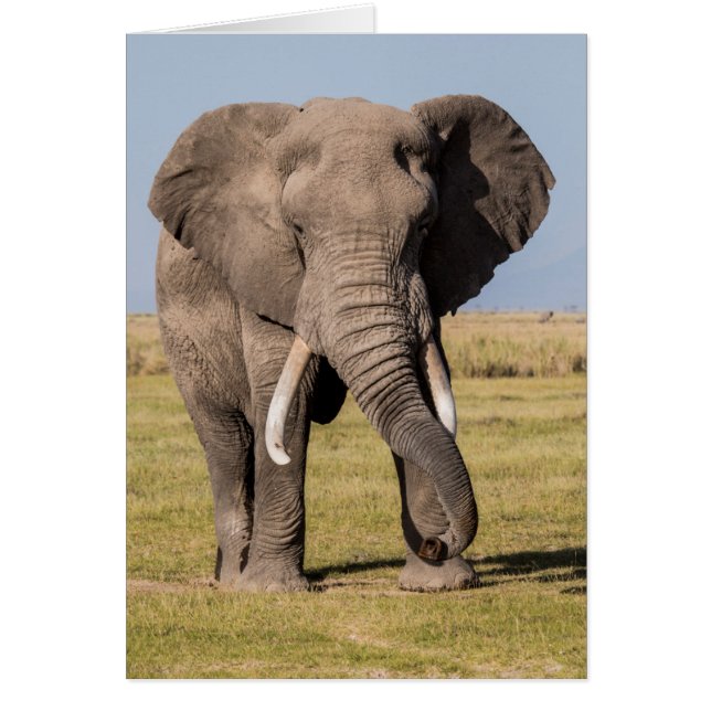 Éléphant dans une pose agressive (Devant)