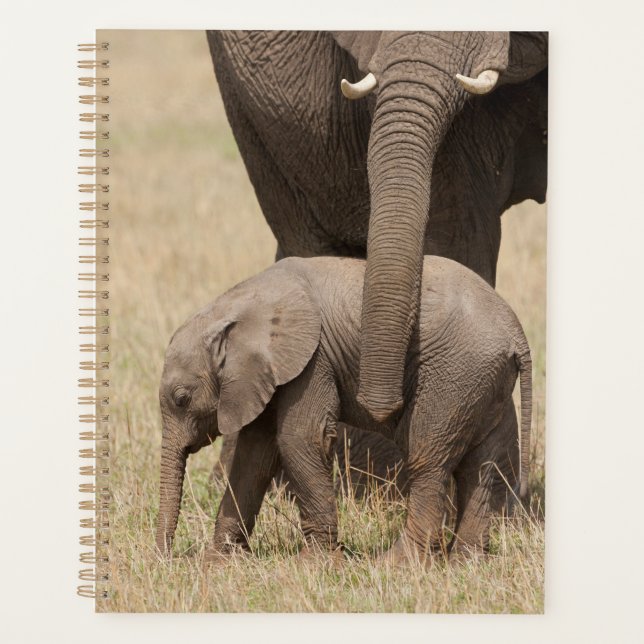 Éléphant de bébé africain avec mère (Devant)