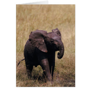 Eléphant de bébé boueux