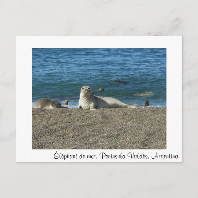 Éléphant de mer postcard (Front)