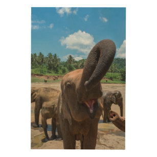 Elephant drinking water, Sri Lanka Wood Wall Art