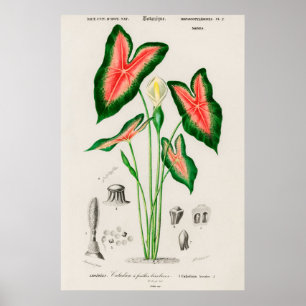 Elephant ear (Caladium bicolor) Poster