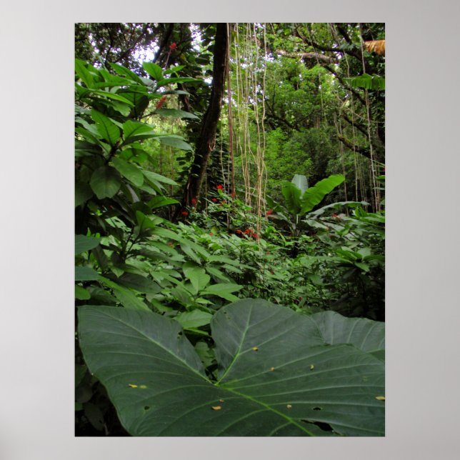 Elephant Ear in Rainforest Poster (Front)