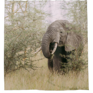 ELEPHANT EATING OFF A TREE