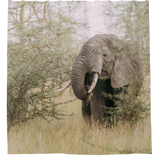 ELEPHANT EATING OFF A TREE (Front)