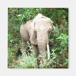 elephant emerge magnet