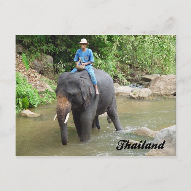 Éléphant et Mahout carte postale de Chiang Mai, (Devant)