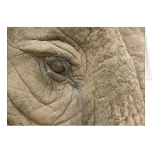 Elephant Eye Close-Up