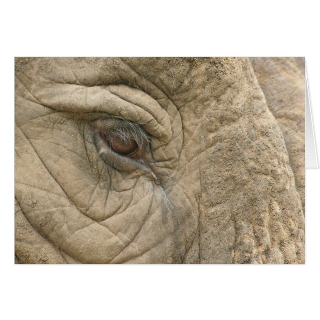 Elephant Eye Close-Up (Front Horizontal)