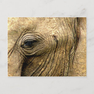 Elephant Eye Postcard