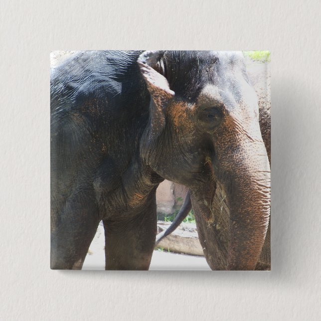 Elephant face 2 inch square button (Front)