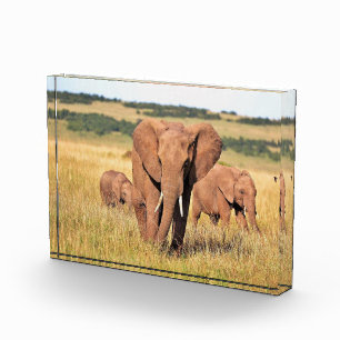 Elephant family in the bushes photo block