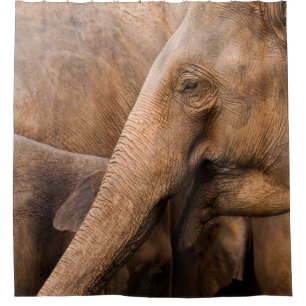 Elephant Family: Majestic Wildlife
