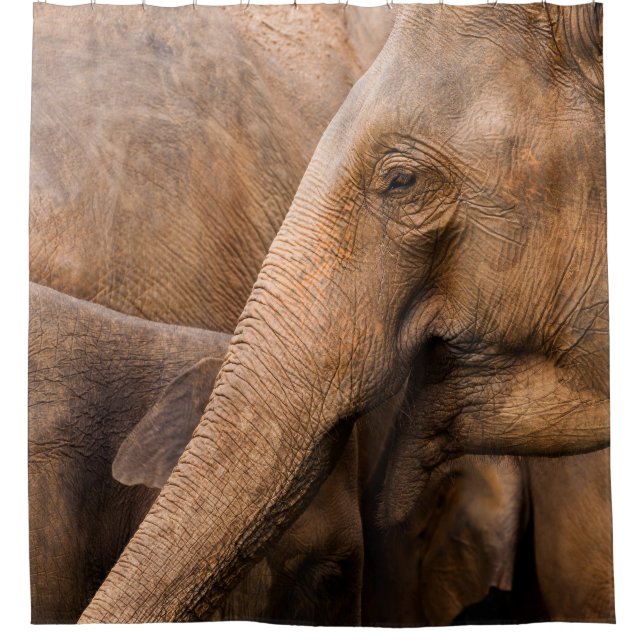 Elephant Family: Majestic Wildlife (Front)