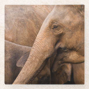 Elephant Family: Majestic Wildlife Glass Coaster