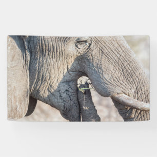 Elephant feeding banner