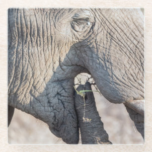 Elephant feeding glass coaster