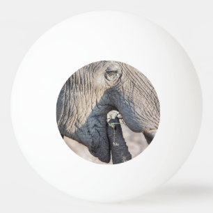 Elephant feeding ping pong ball