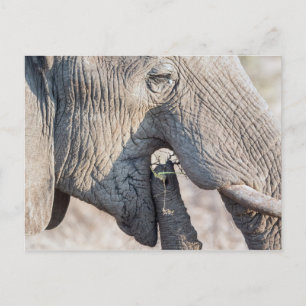 Elephant feeding postcard