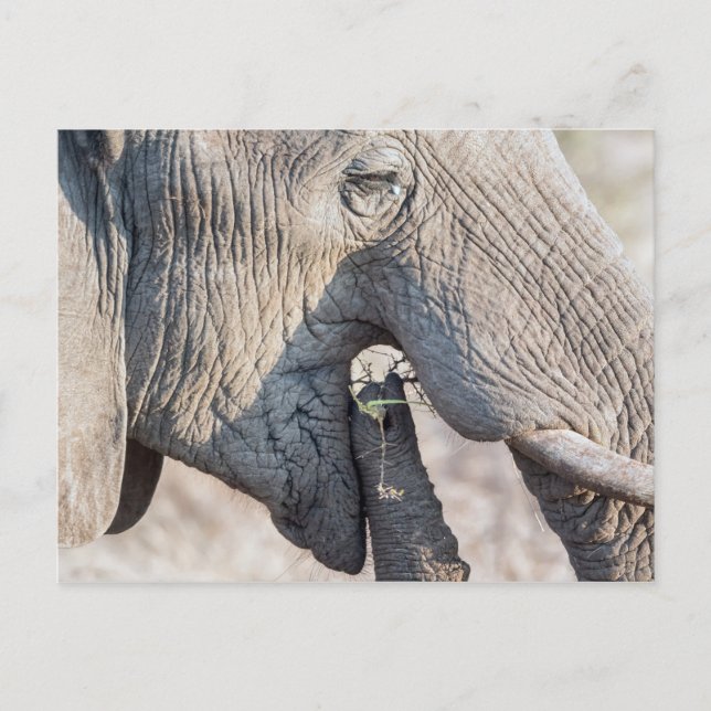 Elephant feeding postcard (Front)