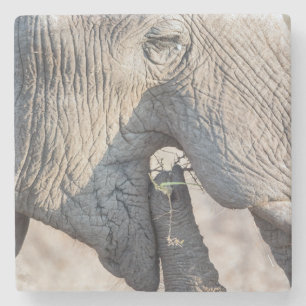 Elephant feeding stone coaster